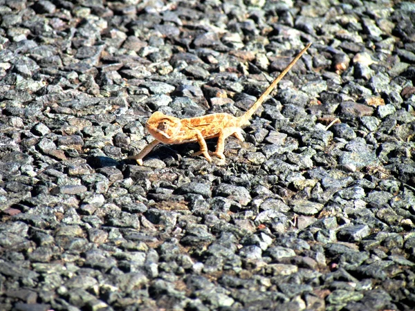 Uncamourflaged Cameleon — Stock fotografie