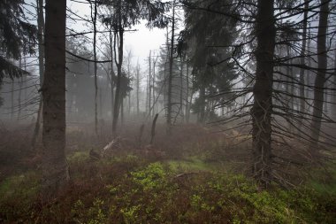 Sisli Orman ağaçları mistik Silhouettes