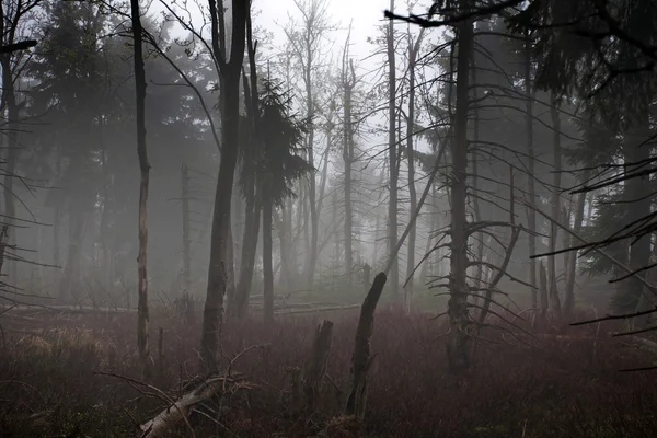 Siluetas místicas de árboles en bosque brumoso — Foto de Stock