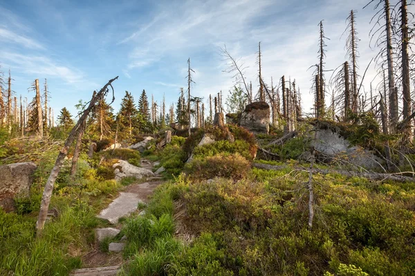 Gångstig genom vilda skogen i Sumava Mountain Range naturreservat — Stockfoto