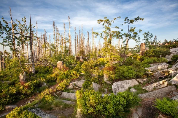 Patika Sumava dağ aralığı tabiatı ormanda vahşi aracılığıyla