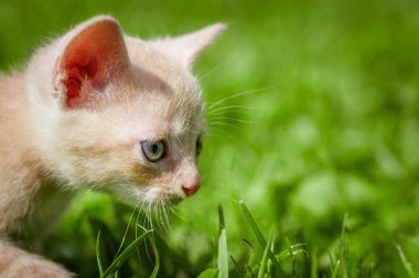 çimenlerin üzerinde yavru kedi