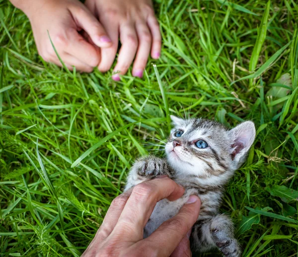Hand patting kitten — Stock Photo, Image
