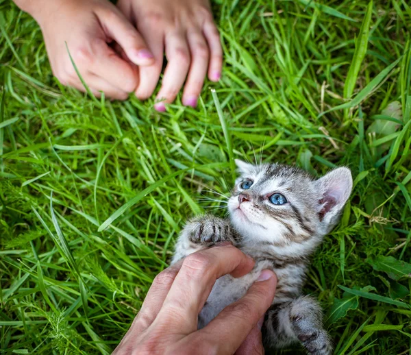 Mão batendo gatinho — Fotografia de Stock