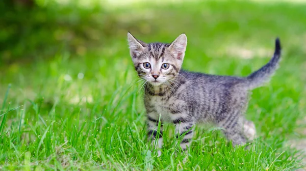 Gatinho na grama — Fotografia de Stock