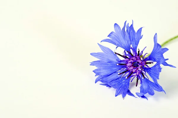 Cornflowers azul isolado — Fotografia de Stock