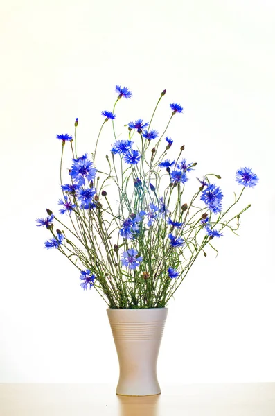 Blauwe korenbloemen in vaas — Stockfoto