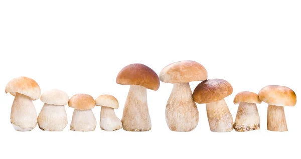 Pilz auf Weiß — Stockfoto