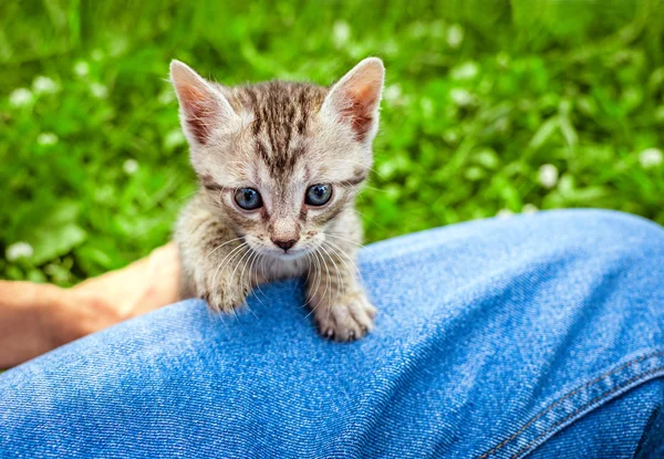 Petit chat sur le genou — Photo