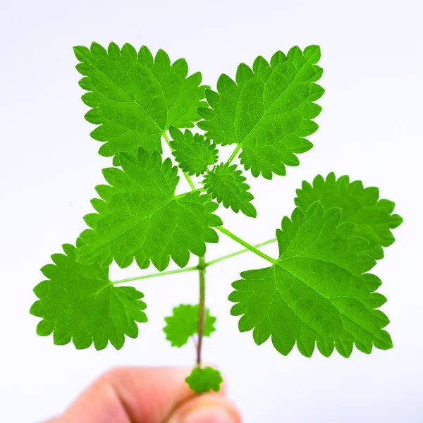 Hand man holding a fresh nettle leaves — Stock Photo, Image