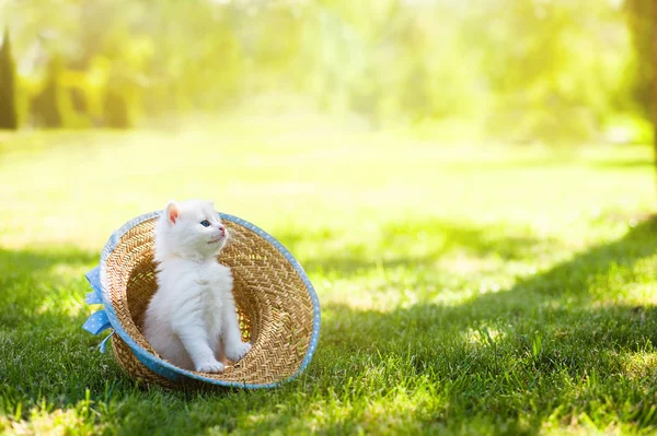 Gato de chapéu — Fotografia de Stock