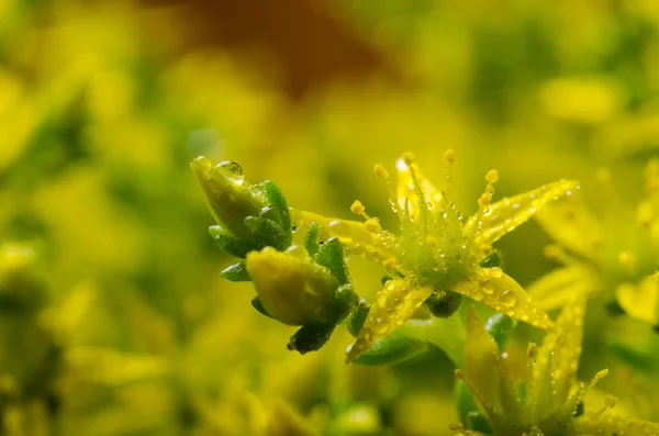 Musgo de flor amarilla —  Fotos de Stock