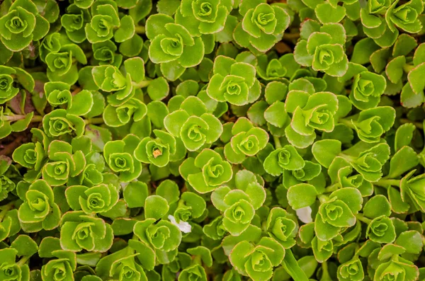 Succulento primo piano — Foto Stock