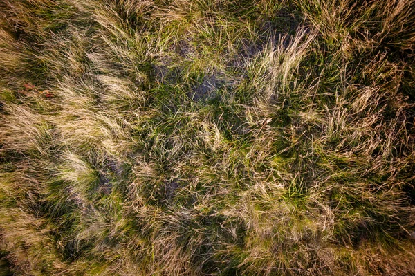 Natuur groene gras Stockfoto