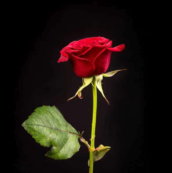 Rosa vermelha em um preto — Fotografia de Stock