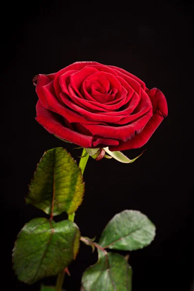 Rosa vermelha em um preto — Fotografia de Stock