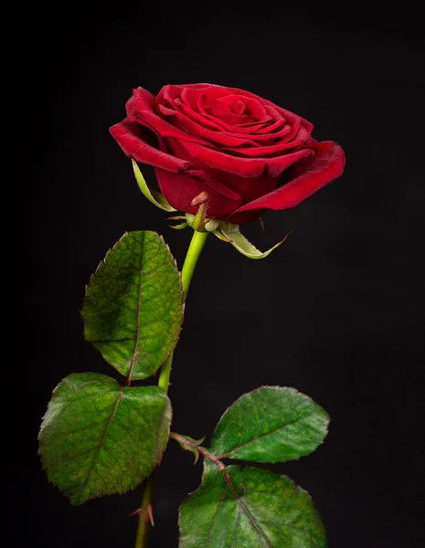 Rosa vermelha em um preto — Fotografia de Stock