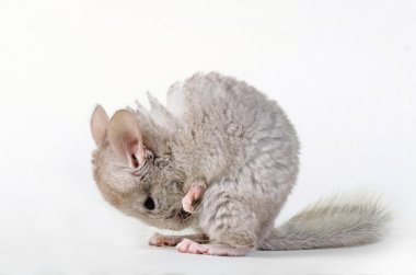 Gri küçük chinchilla