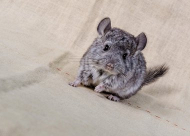 Gri küçük chinchilla