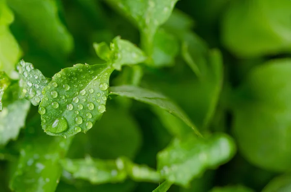 Gotas en las hojas — Foto de Stock