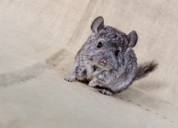 Gri küçük chinchilla
