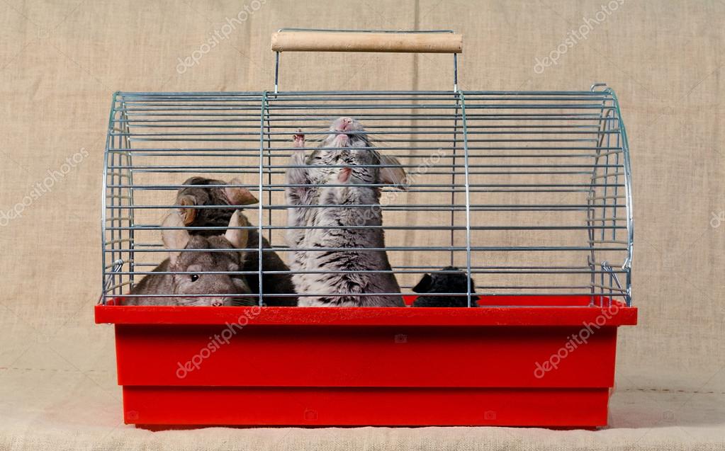 Chinchilla im Käfig — Stockfoto © pproman #105589102