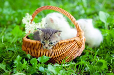 kedi çimenlerin üzerinde