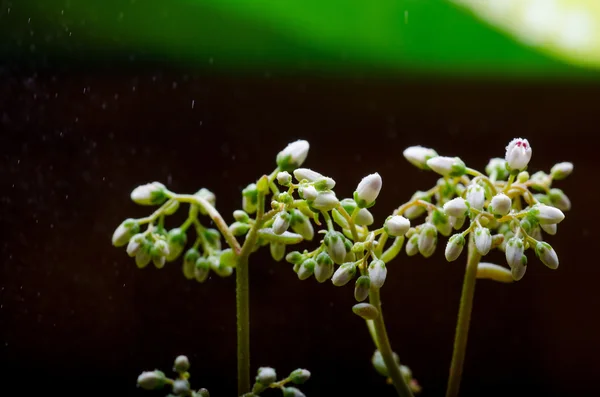 白い花苔 — ストック写真