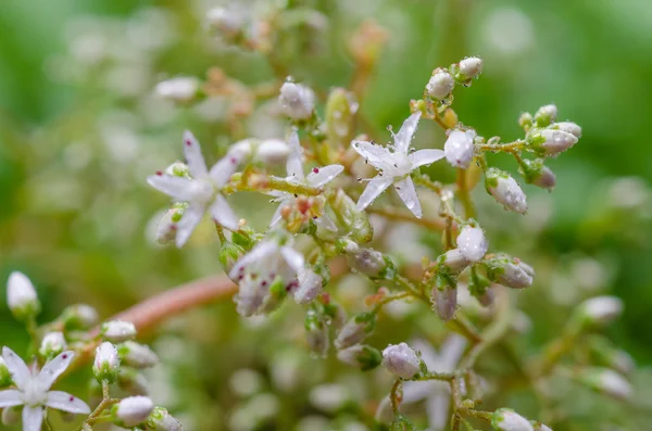 Mosto de flor blanca —  Fotos de Stock