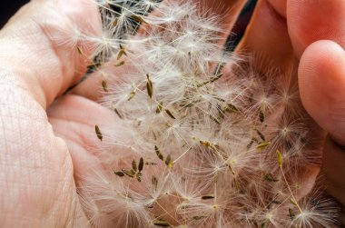 Dandelions umbels elinde