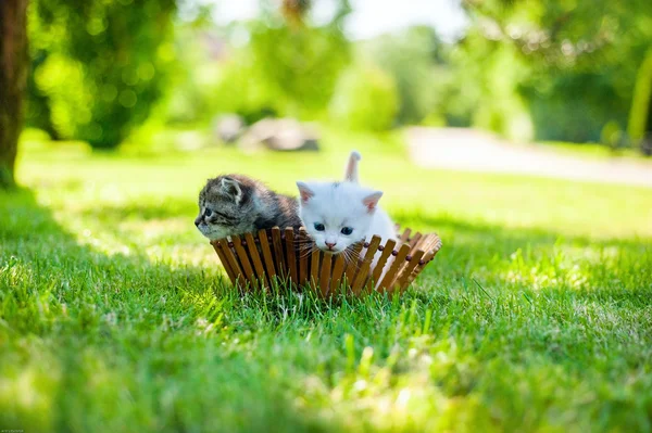 Cat on grass — Stock Photo, Image