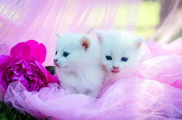 Cat on grass — Stock Photo, Image