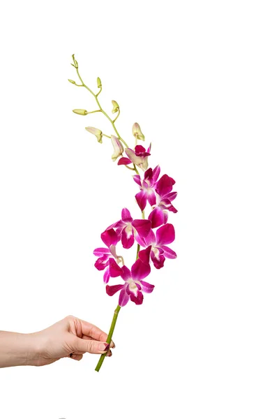 Orchidea lila ág — Stock Fotó