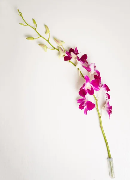 Pobočka fialová orchidej — Stock fotografie