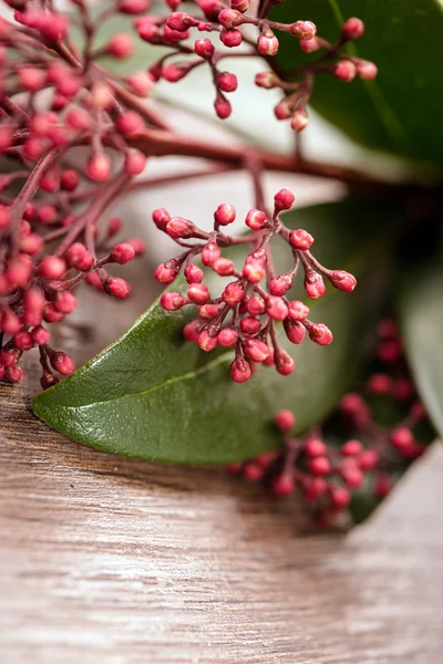 Plant pink skimmia — Stock Photo, Image