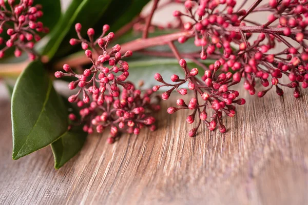 Plant pink skimmia — Stock Photo, Image