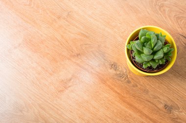 Sarı bir tencerede haworthia
