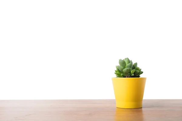 Haworthia en una olla amarilla —  Fotos de Stock