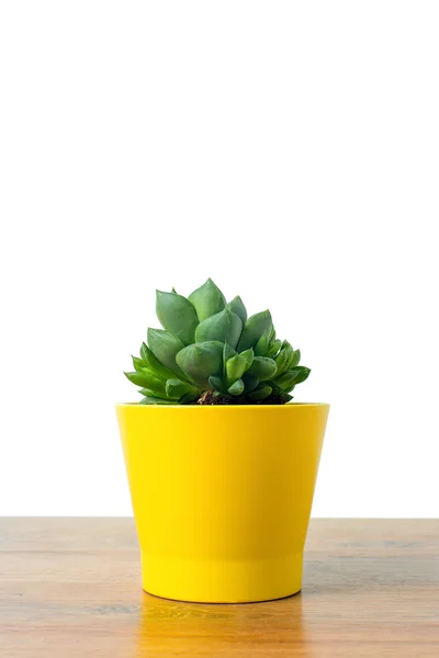 Haworthia in a yellow pot — Stock Photo, Image