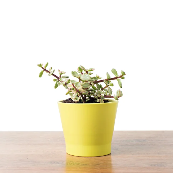 Portulacaria Afra succulent — 스톡 사진