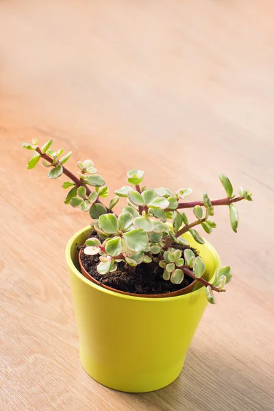 Portulacaria Afra succulent — Stock Photo, Image