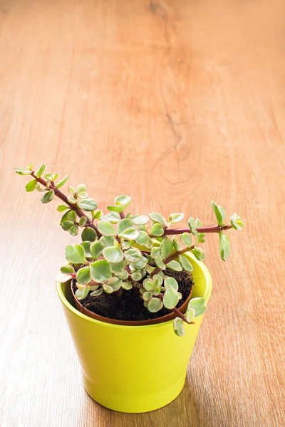 Portulacaria Afra succulent — Stock Photo, Image