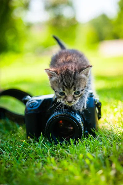 Gato pequeño, al aire libre — Foto de Stock