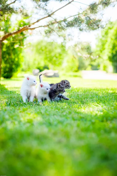 Gato pequeño, al aire libre — Foto de Stock