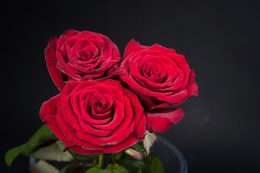 doğal kırmızı gül