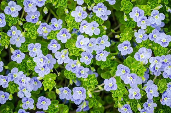 Fondo de muchas flores — Foto de Stock