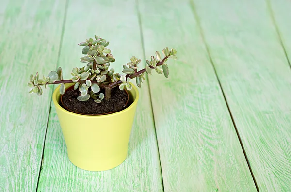 Fresh green succulent — Stock Photo, Image