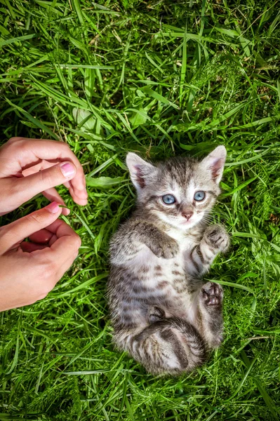 Ontspannen kitten op gras — Stockfoto