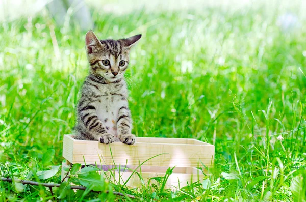 kitten in the wooden box