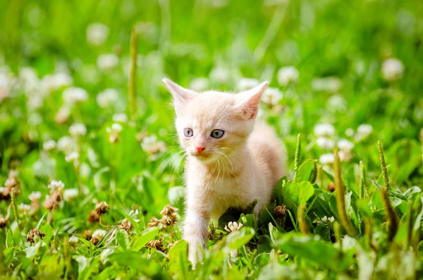 Gatinho bonito — Fotografia de Stock